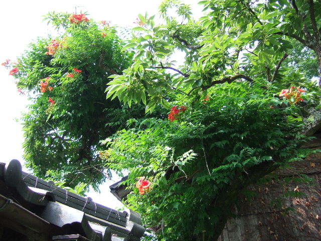 夏の花 １ のうぜんかづら 川裾の季節便り