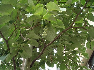 c0096685_23404944.jpg