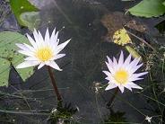 e0121993_1117441.jpg