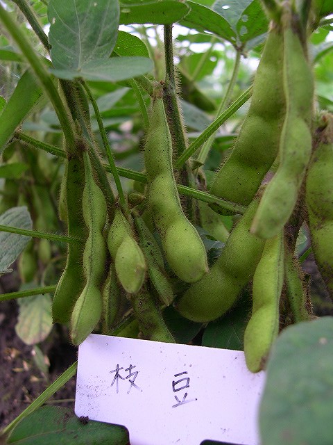 e0145693_23374325.jpg