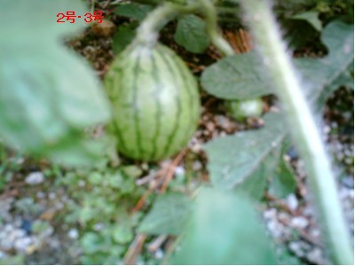 a0076594_1256381.jpg
