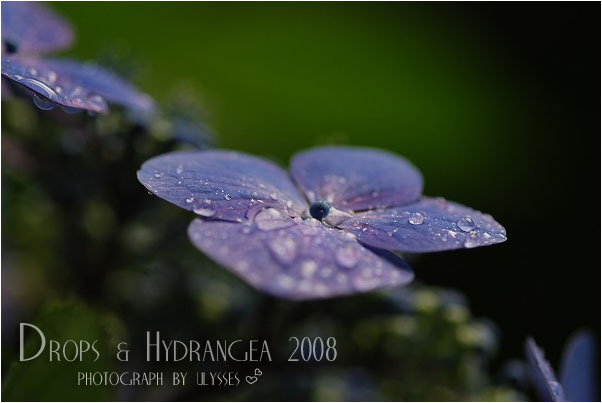Drops　&　Hydrangea　2008_a0108795_2301468.jpg