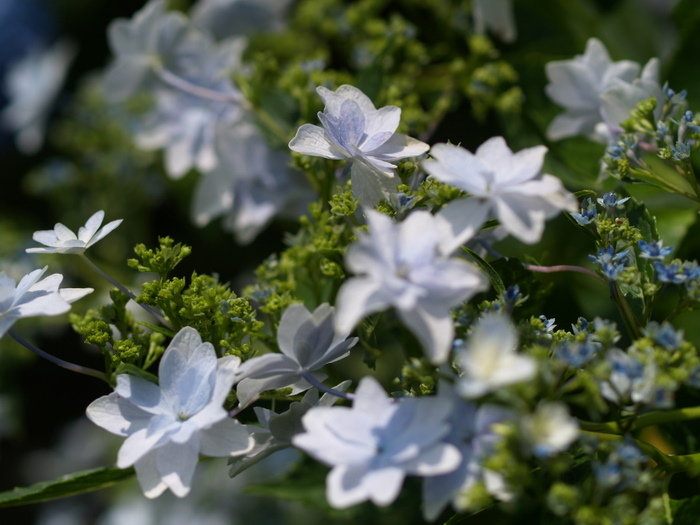 アジサイ　墨田の花火_c0116915_14381075.jpg