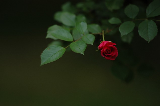 b0152416_093859.jpg