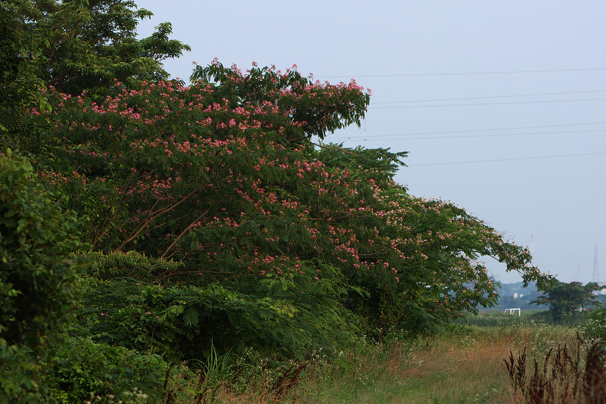 c0115616_2133261.jpg