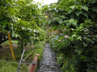 アサヒビール園　足柄店「アサヒビオガーデン」でホタル鑑賞_c0060927_1356057.jpg