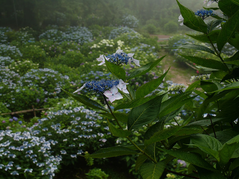 霧と静寂な山中の紫陽花（大聖寺の紫陽花より）ー２_c0014538_1362471.jpg