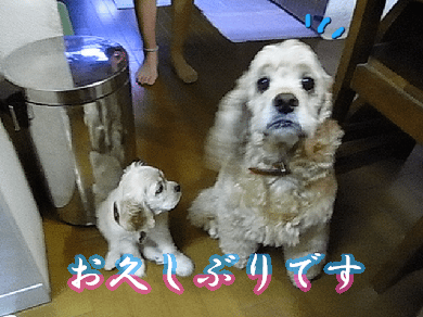 おひさしぶりです_b0140342_1950165.gif