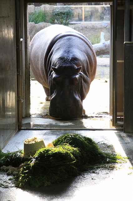 カバのお食事タイム_d0148946_7314465.jpg