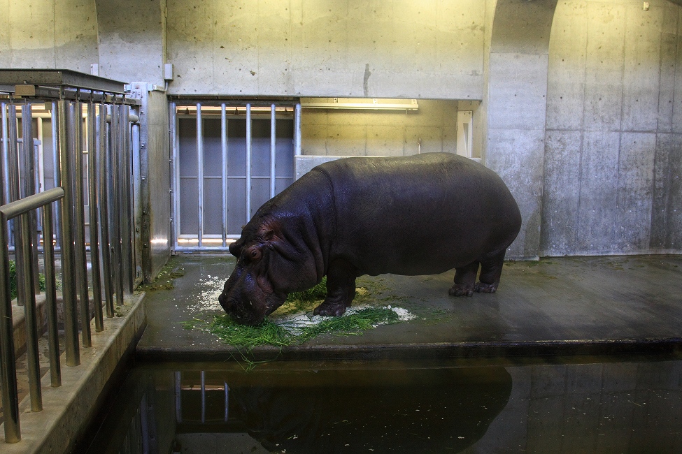 カバのお食事タイム_d0148946_737841.jpg