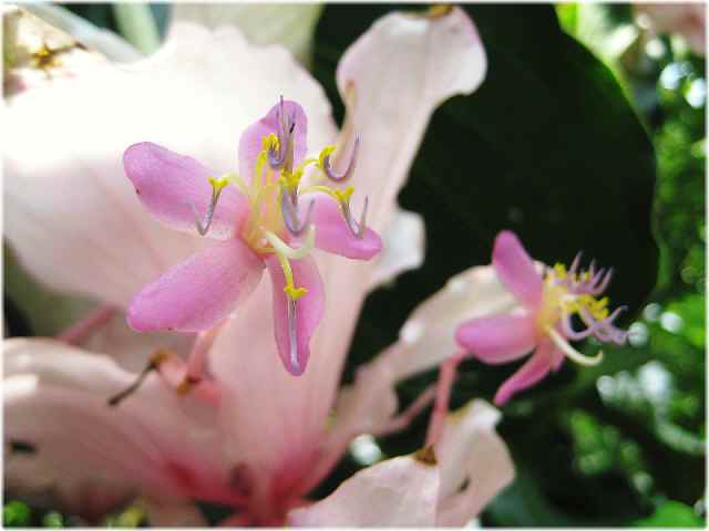 【暑い日には暑い国の花々】_b0009849_1947329.jpg