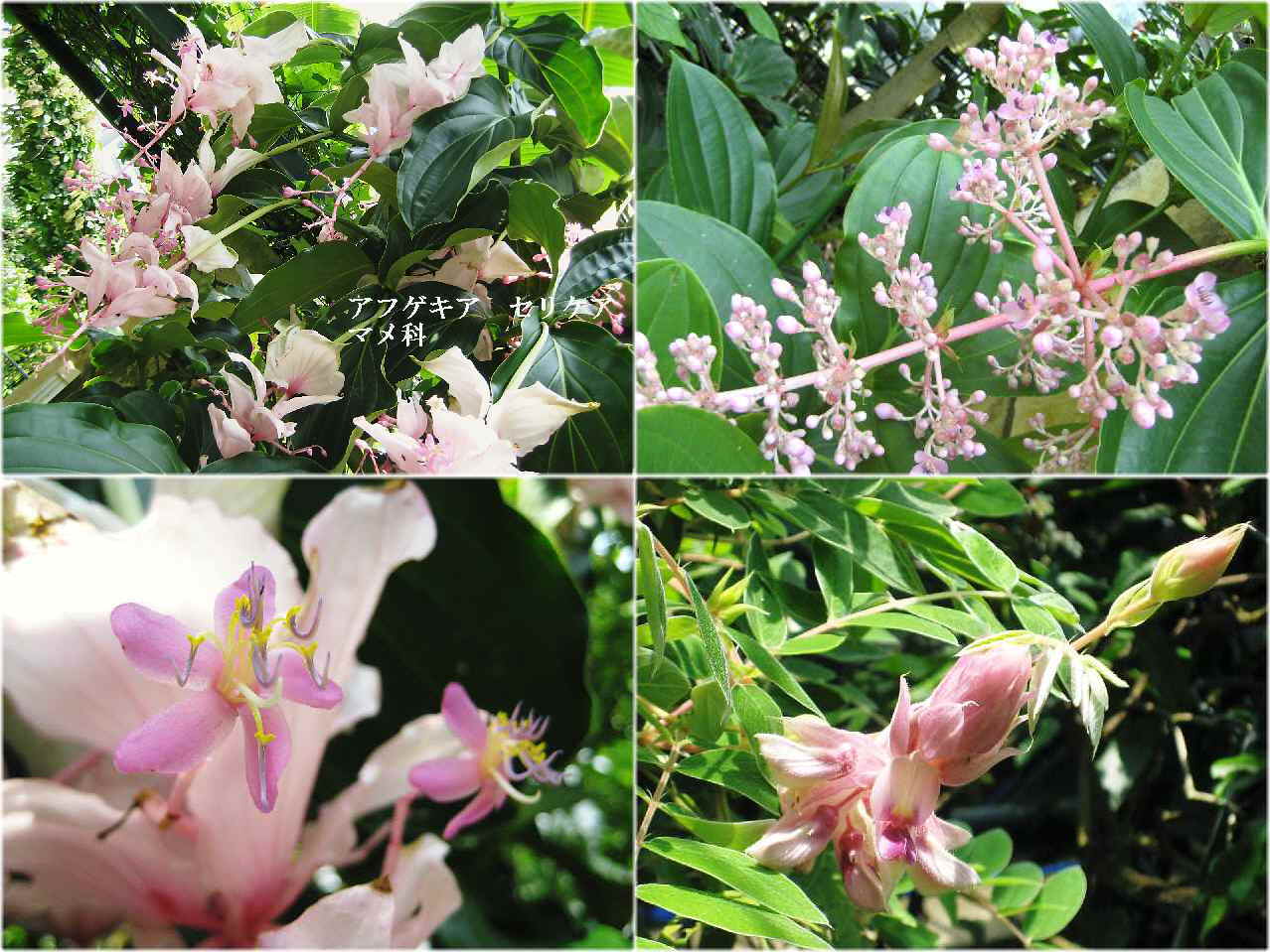 【暑い日には暑い国の花々】_b0009849_19551471.jpg
