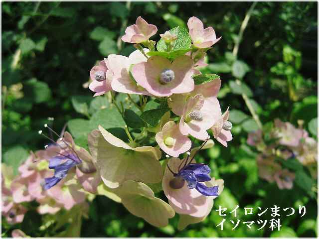 【暑い日には暑い国の花々】_b0009849_19575247.jpg