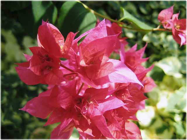 【暑い日には暑い国の花々】_b0009849_2045648.jpg