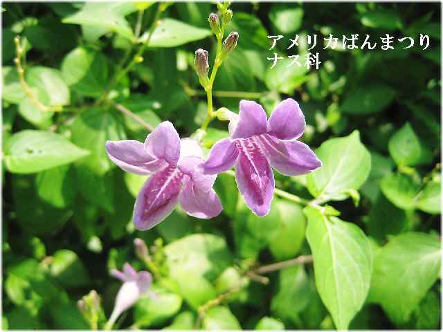 【暑い日には暑い国の花々】_b0009849_2061387.jpg