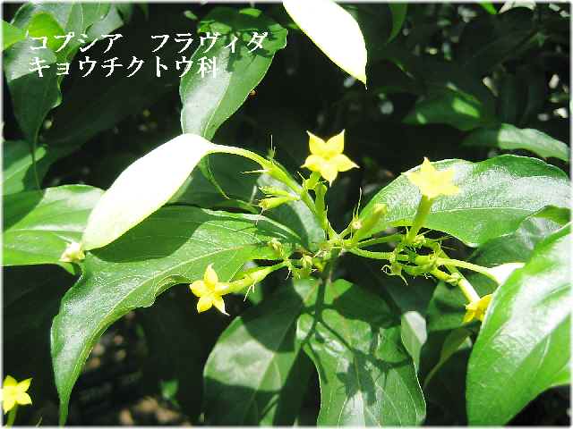 【暑い日には暑い国の花々】_b0009849_2082988.jpg