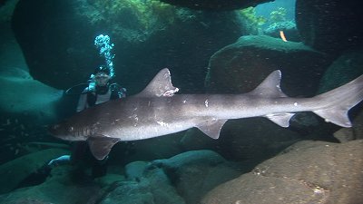 梅雨真っ盛りの隠岐の島ダイビング_c0049060_1034197.jpg
