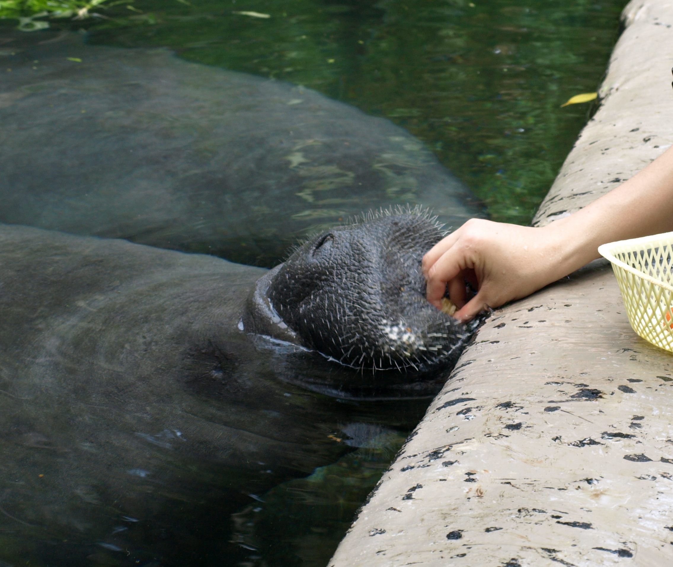 シンガポール旅行記その④～２日目シンガポール動物園マナティと触れ合う編～_c0061079_15182255.jpg