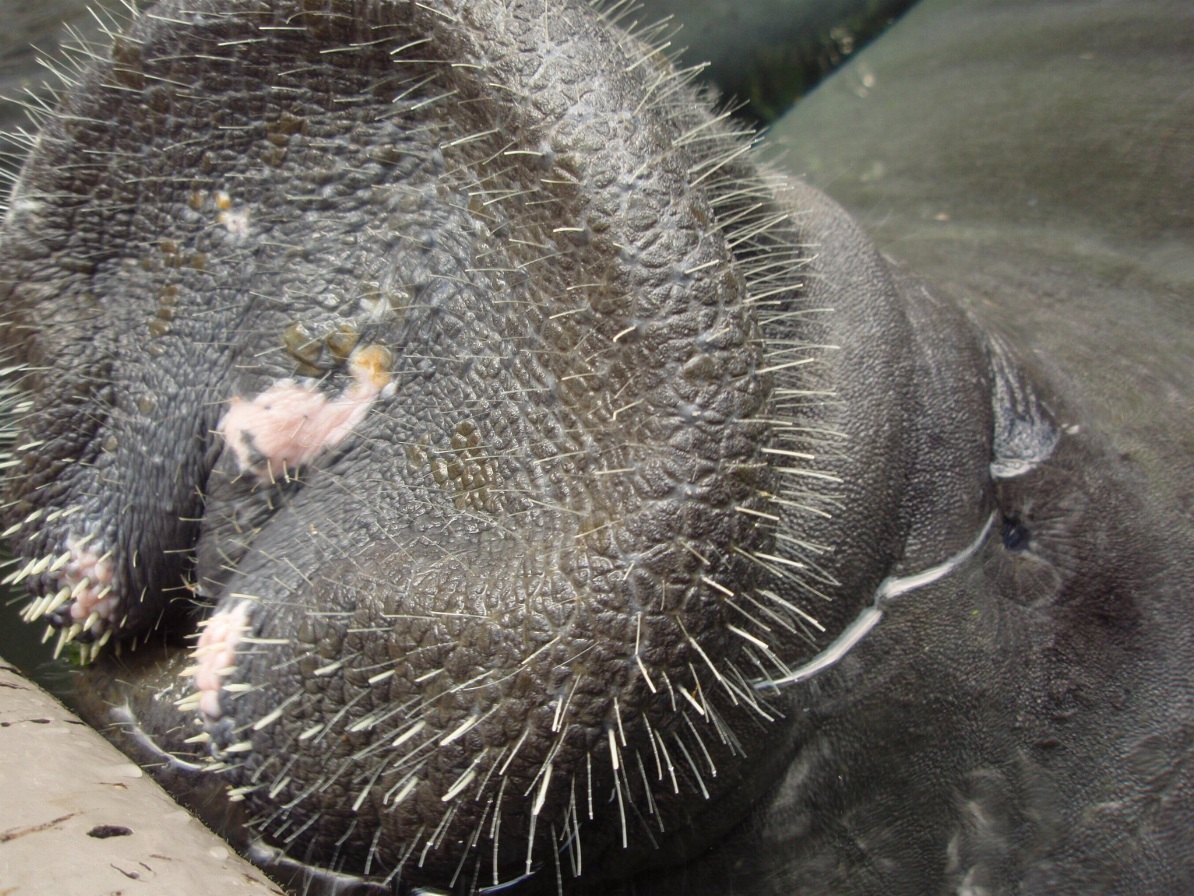 シンガポール旅行記その④～２日目シンガポール動物園マナティと触れ合う編～_c0061079_1532426.jpg