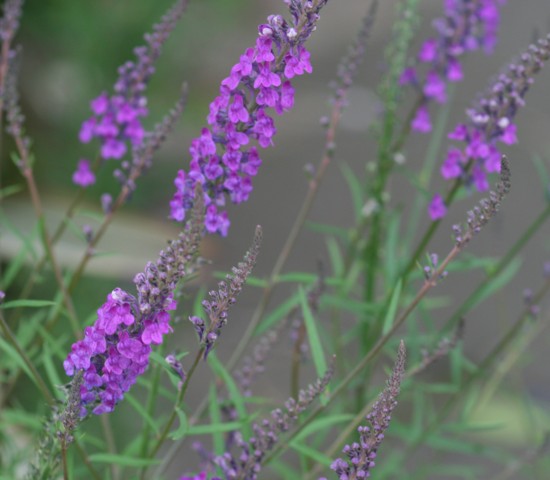 スコットランド紀行　：　エディンバラ王立植物園　紫と青の花　2008.6.26　　　　　　_c0144185_22385624.jpg