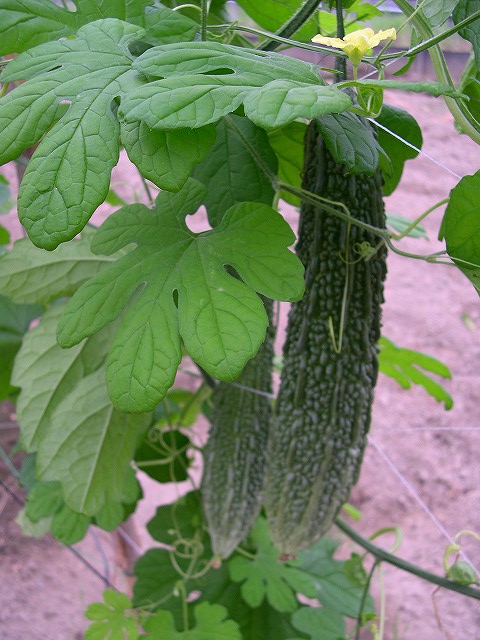 e0145693_0315387.jpg
