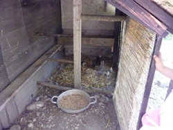 小さな母鶏と小さな小さなヒヨコを見ました_f0106597_5363619.jpg