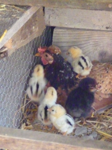 小さな母鶏と小さな小さなヒヨコを見ました_f0106597_53961.jpg