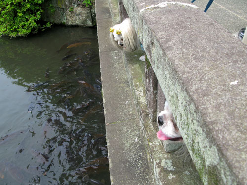 暑い中・・・小田原城でぉ散歩（7月5日）_c0011204_1719478.jpg