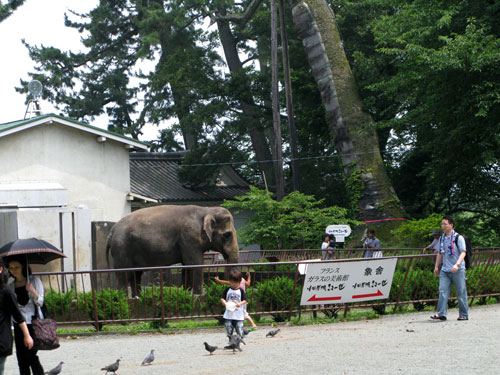 暑い中・・・小田原城でぉ散歩（7月5日）_c0011204_17222762.jpg