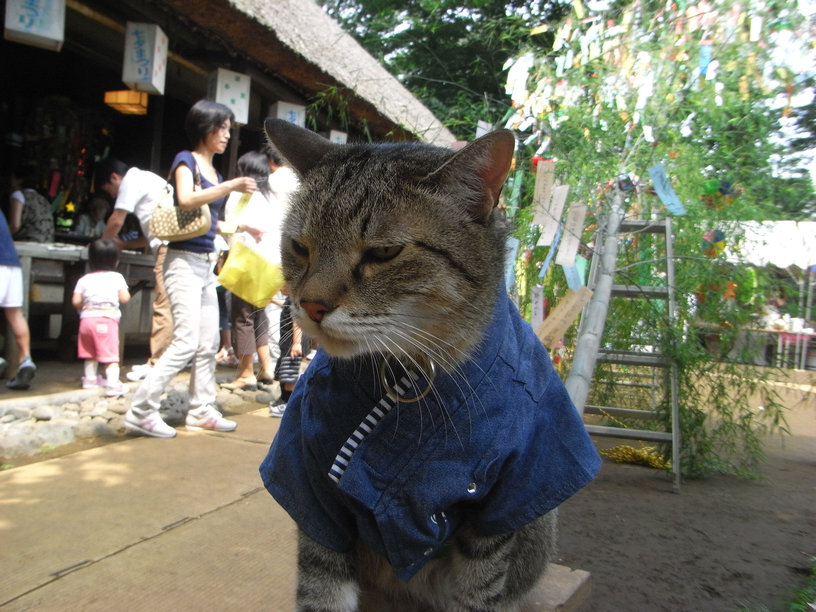 岡本公園の七夕まつり(158) 20・07・06　_e0031605_183792.jpg