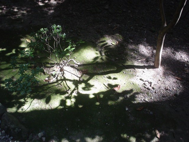 鎮守の森・・・_d0039111_10105381.jpg