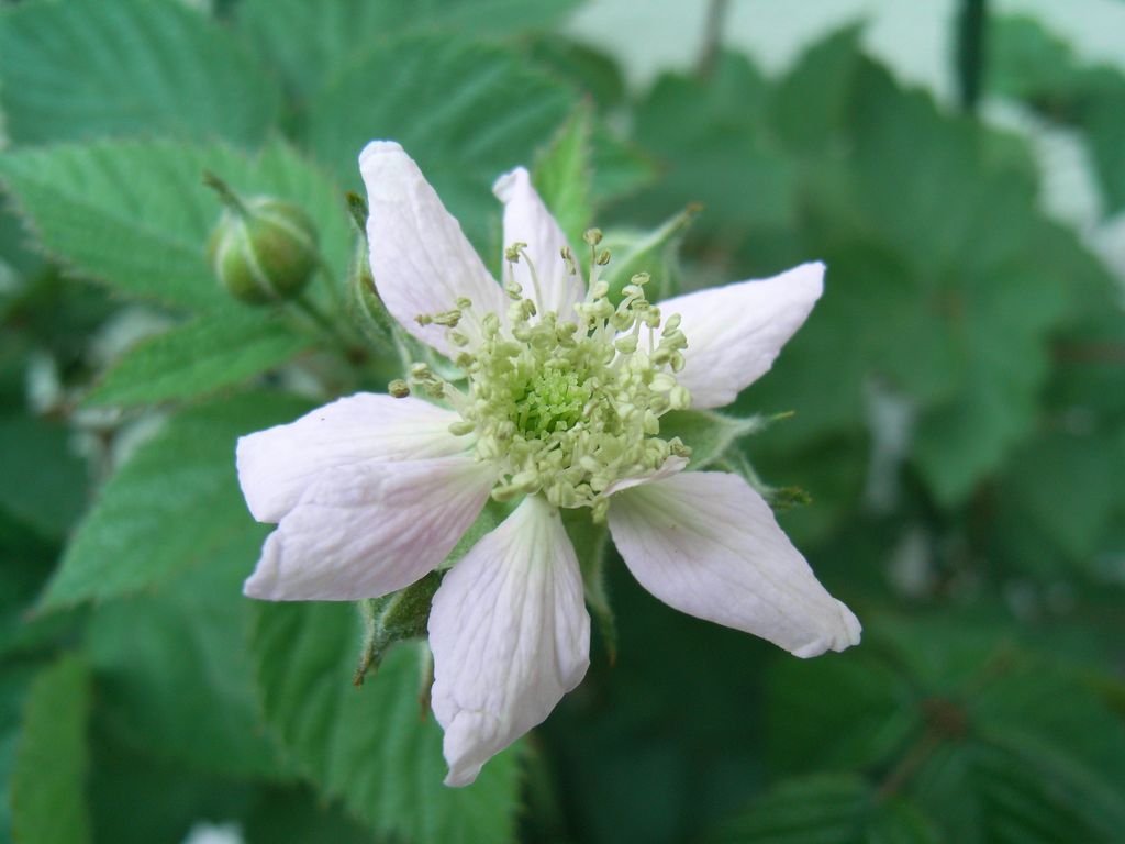 ２日続けて真夏日の札幌：ブラックベリー開花中_c0025115_22154881.jpg