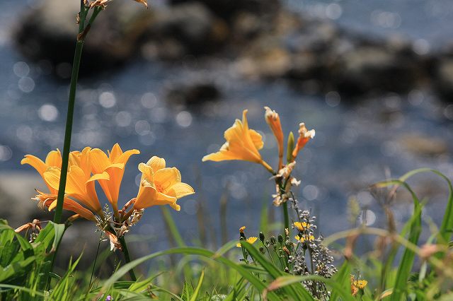 意外な場所に黄色の花畑_f0124144_14554828.jpg