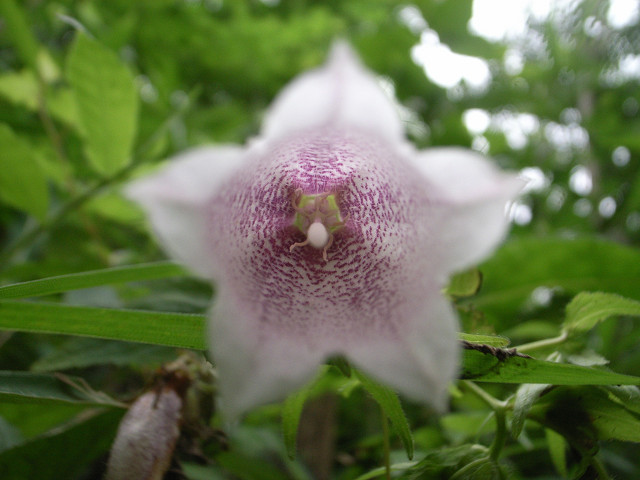 近所の長池公園で_a0084757_18522367.jpg