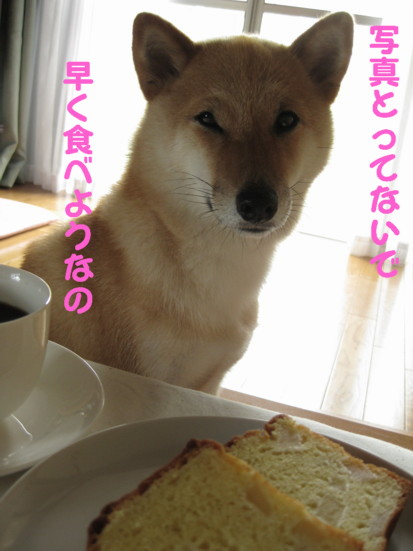 柴犬・・・美味しいもの(^。^)_d0150660_178073.jpg