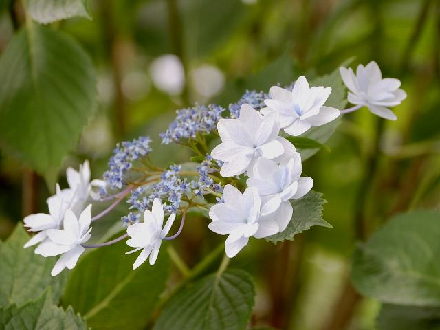 墨田の花火（スミダノハナビ）_d0125765_7565156.jpg