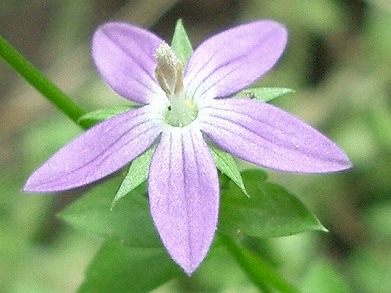 ヒナキキョウソウ(雛桔梗草)_c0085874_2313222.jpg