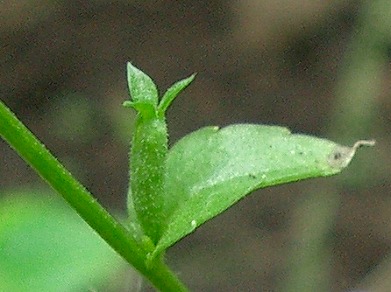 ヒナキキョウソウ(雛桔梗草)_c0085874_2314543.jpg