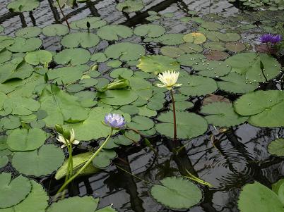 父の日、花鳥園にて ②_c0046587_23344457.jpg