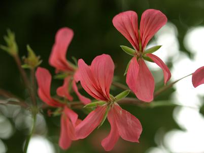 父の日、花鳥園にて ②_c0046587_2336452.jpg