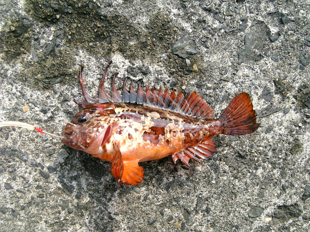 敦賀 ハオコゼ 石橋テトラ メバル 釣りと海散歩