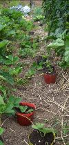 c0151898_17343669.jpg