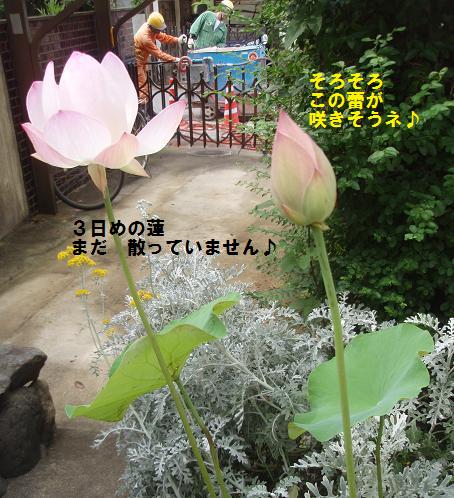 c0098501_14371657.jpg