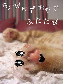 ちょびひげで癒されてみる。_b0016206_15563762.jpg