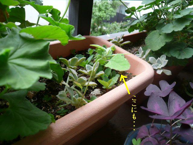 e0094407_14254262.jpg