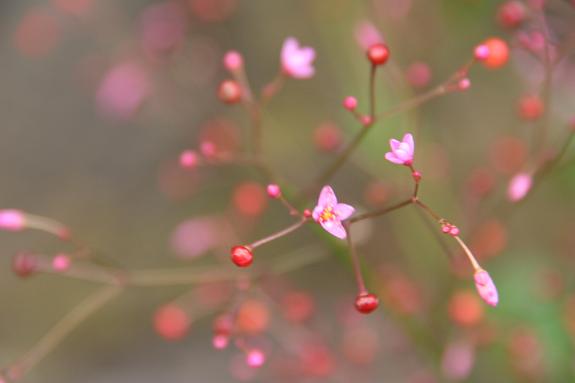 近くの花たち～～　　　　　　　　　　　　　　　　　　_c0083210_11415684.jpg