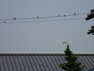 c0047814_923686.jpg