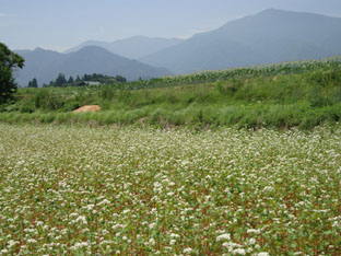 c0047814_9245990.jpg