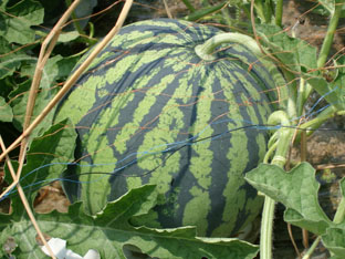 c0047814_9293063.jpg