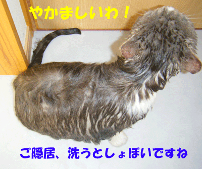 f0008935_9374554.gif